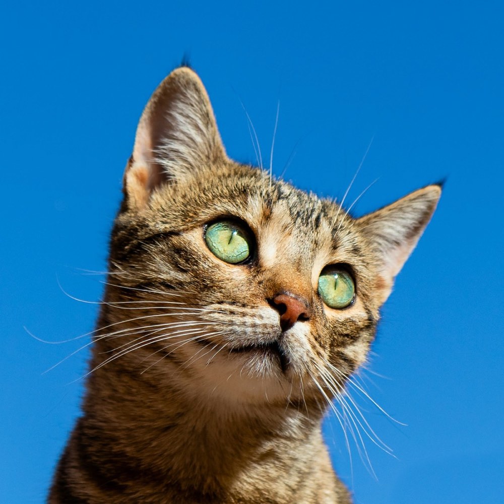 Gato atento bajo un cielo despejado
