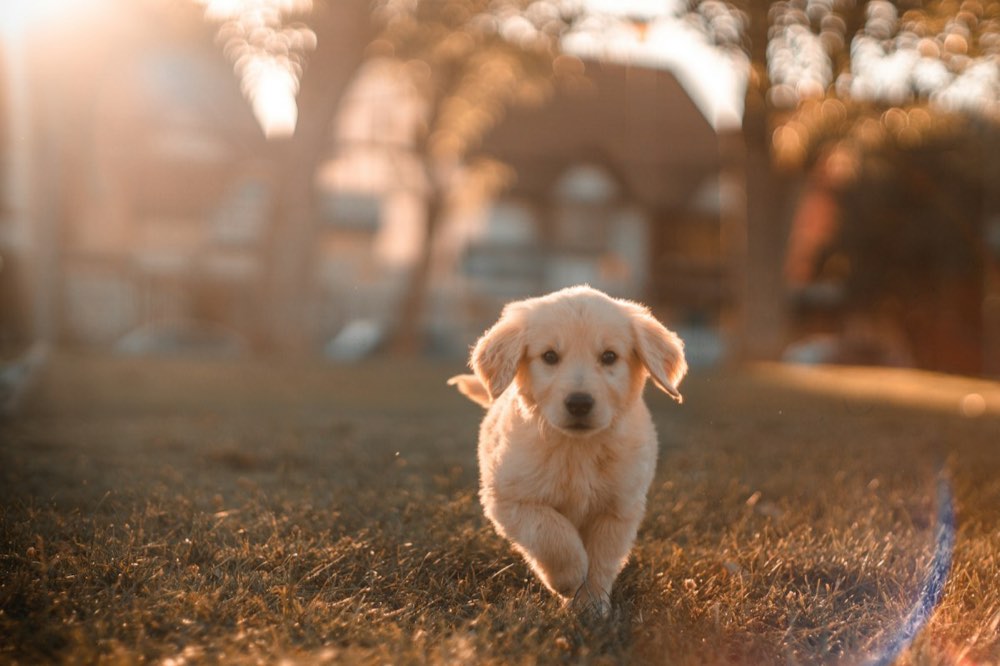 Cachorro corriendo, recuperado
